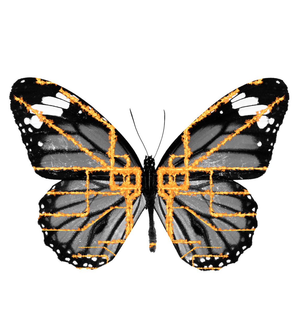 butterfly