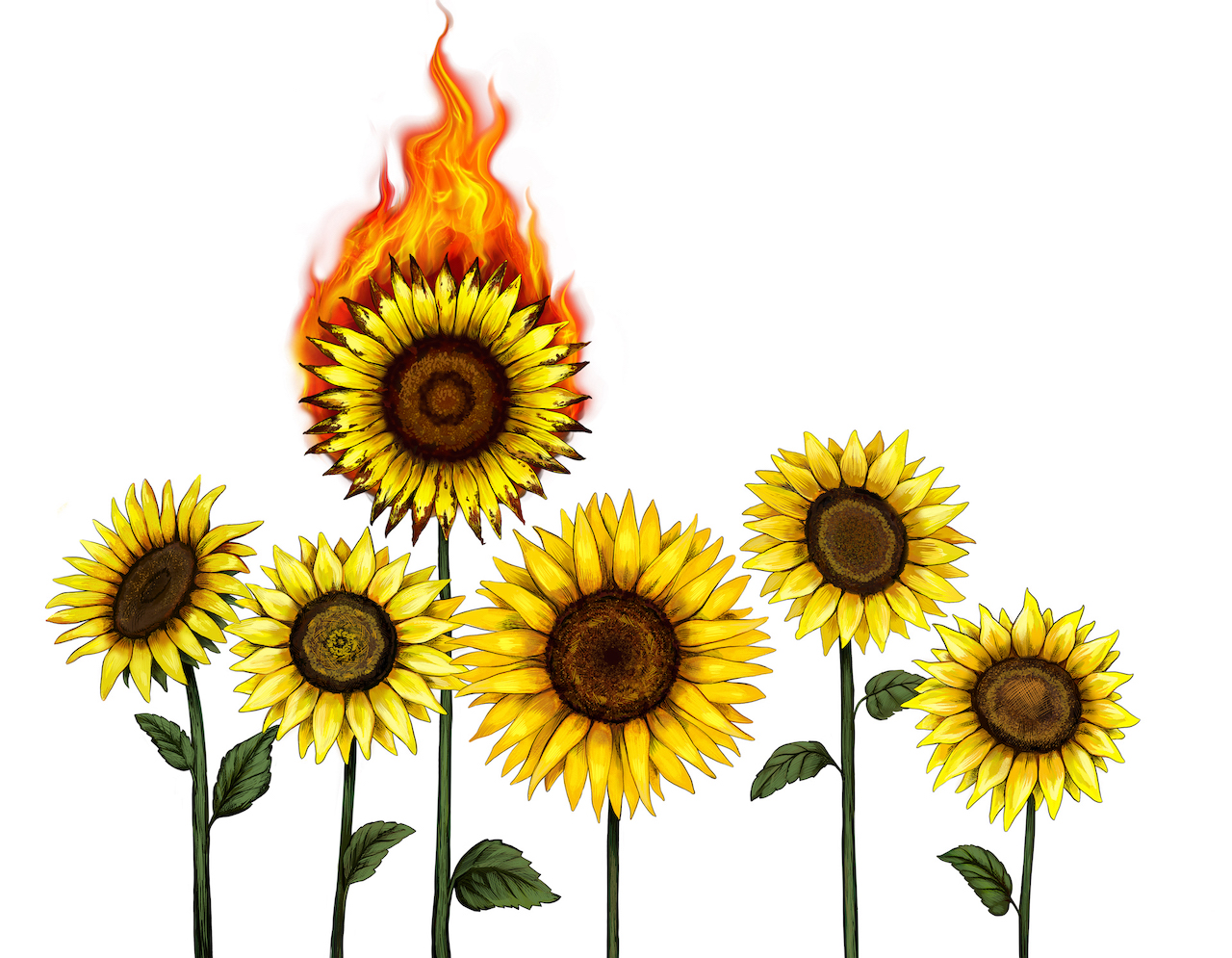 Sunflowers